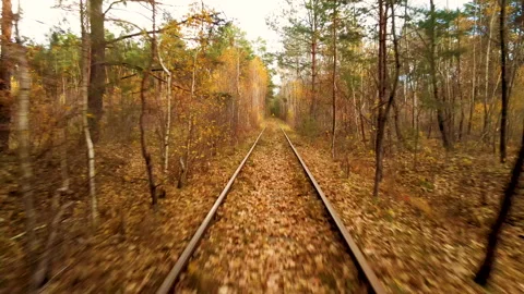 Old rails and a man in a deep yellow autumn forest. Aerial flight above rails 4k Stock Footage 205518857