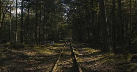 Old railway tracks in the forest. Stock-Footage 114774726