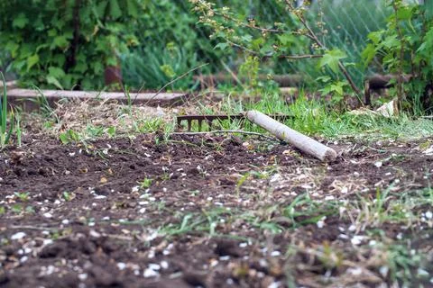An old rake in the garden on the ground Stock Photos