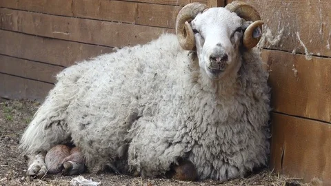 Old ram on a farm Stock Footage 82262215
