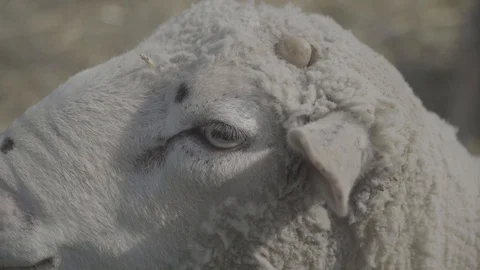 Old ram with horn Stockbeeldmateriaal 128281925