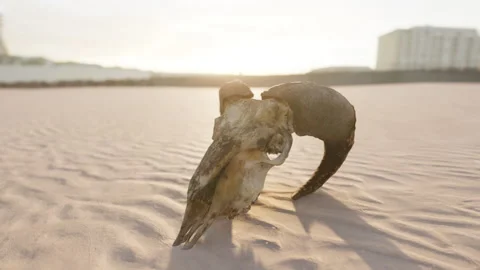 Old ram skull on the beach Stock Footage 233007092
