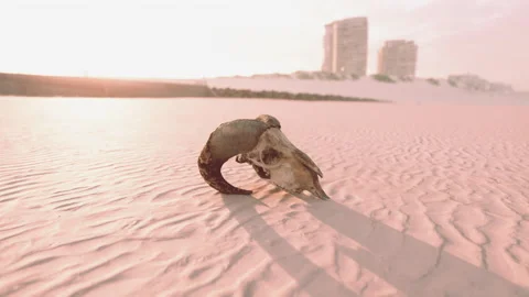 Old ram skull on the beach Stock Footage 234131921
