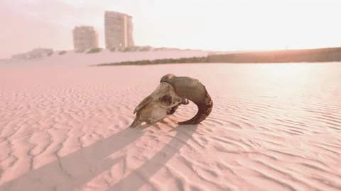 Old ram skull on the beach Vídeo Stock 237606018