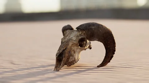 Old ram skull on the beach Vídeo Stock 238759179
