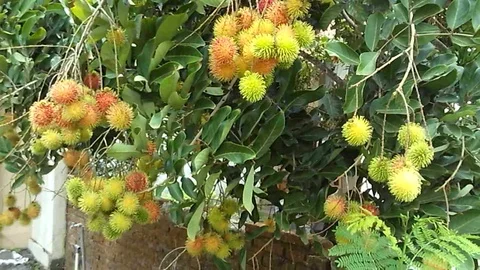 Old rambautan fruit on the tree ready for harvest Stock-Footage 122150068