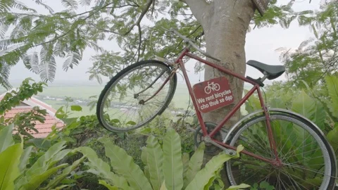 Old Red Bicycle Hanging Up On A Tree 動画素材 116371771