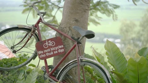 Old Red Bicycle Hanging Up On A Tree Stock Footage 116371775