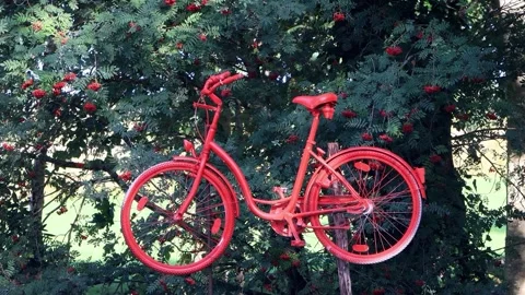 Old red bicycle hanging up on a tree, advertising Stock Footage 247439134