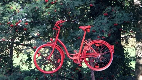 Old red bicycle hanging up on a tree, advertising Stock Footage 247479978