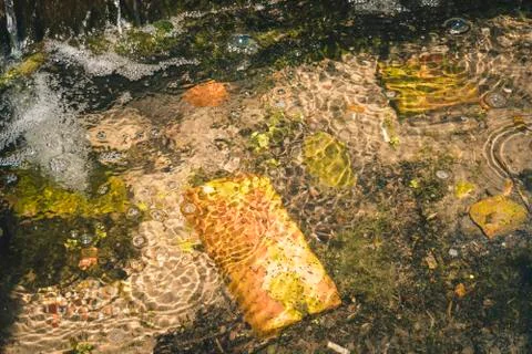 Old red brick and garbage in clear creek water. Stock Photos