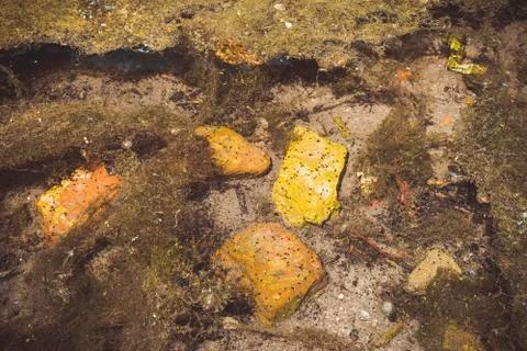 Old red brick and garbage in clear creek water. Stock Photos