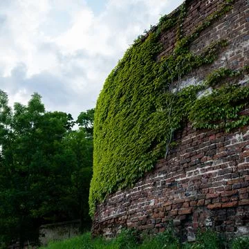 Old red brick wall partially overgrown with green ivy under a cloudy sky Foto stock
