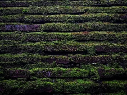 Old Red Brick Wall Texture Covered in Thick Green Moss Background Stock Photos