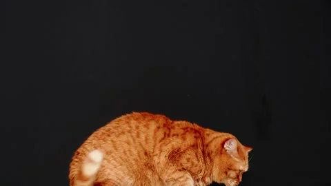 Old red British cat plays lazily at black background Stock Footage 131632685