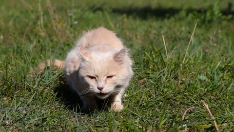 Old red cat eating Stock Footage 69862516