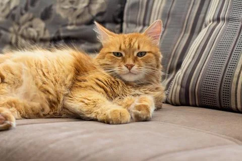 Old red cat lying on the couch Stock Photos