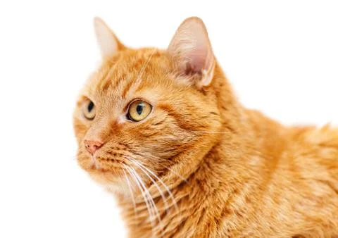 Old red cat Stock Photos