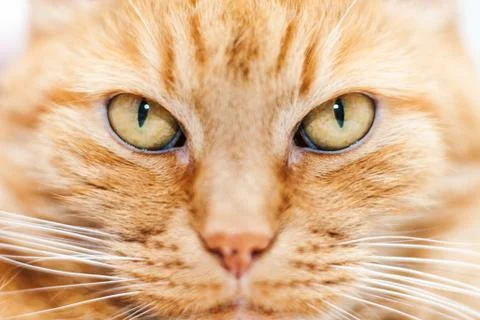 Old red cat Stock Photos