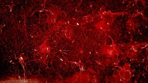 Old red cobwebs texture Stock Photos