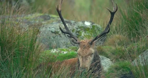 An old red deer sleeping Видео 336756515