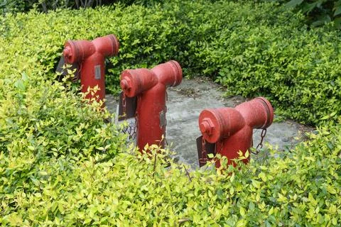 Old red fire hydrant stands overgrown with green bushes in neglected area. we Stock Photos