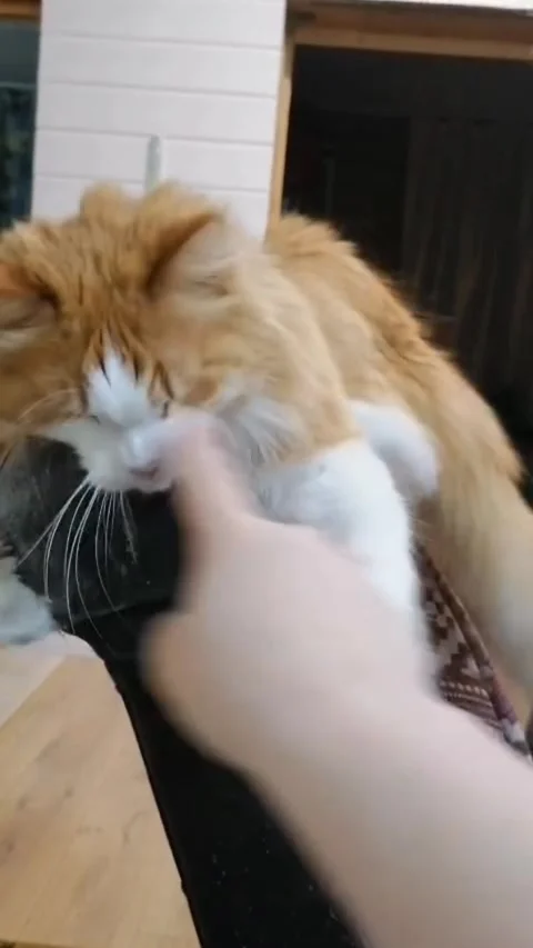 An old red fluffy cat is playing with his mistress, lying on an armchair. The co Stock Footage 308252709