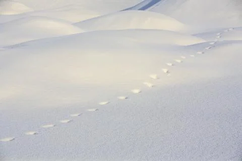 Old red fox (vulpes vulpes) trail on untouched snow surface, Finland Stockfoto's