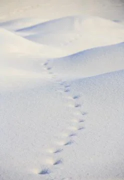 Old red fox (vulpes vulpes) tracks on pristine snow surface at Winter, Finland Stock Photos