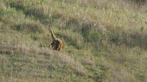 Old red foxes (Vulpes vulpes) is playing on meadow. Stock Footage 131707578