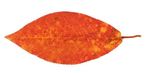 Old red leaf Stock Photos