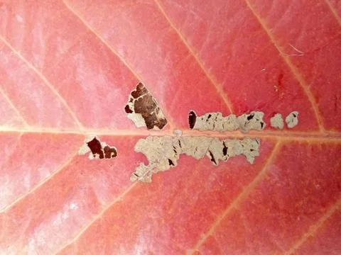 Old red leaf. Stock Photos