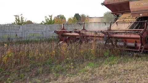 Old red machine harvesting on big yellow field. Harvester combine collects soy Stock Footage 219414037
