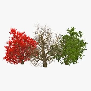 Old Red Maple Tree 3D Models Set 3D Model