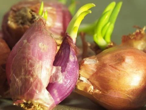 Old Red Onion texture 库存照片