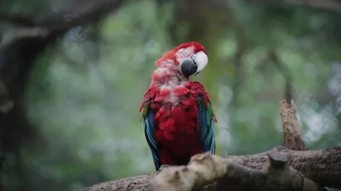 An old red parrot sits on a tree and turns its head funny Stock Footage 280955618
