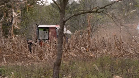 An Old Red Tractor Chopping Corn In The Stock Video Pond