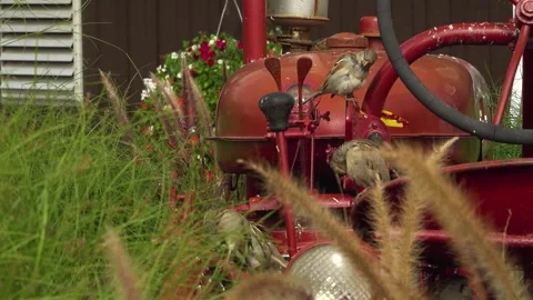 An old red tractor sits in overgrown grass with birds on the wheel Stock Footage 326980446