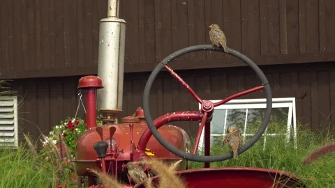 An old red tractor sits in overgrown grass with birds on the wheel Stock Footage 326981397