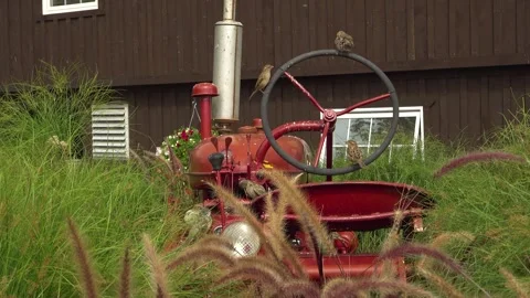 An old red tractor sits in overgrown grass with birds on the wheel Stock Footage 326982548