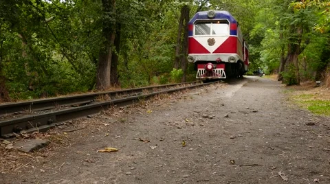 Old Red Training Moving Off into the Forest Stock Footage 56593505