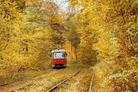 Old red tram moving through yellow autumn deciduous forest, fall landscape,.. Stock Photos