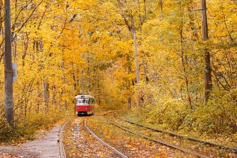 Old red tram moving through yellow autumn deciduous forest, fall landscape,.. Stock Photos