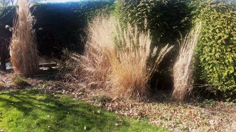 Old reed in the spring Stock Footage 104041065