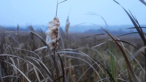 Old reed on the wind at mire Video stock 100629025