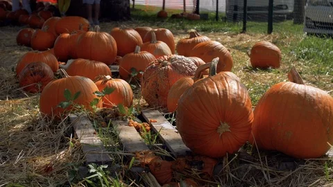 Old Rejected and Abandoned Pumpkins At Patch Near Fence Stock Footage 126557778