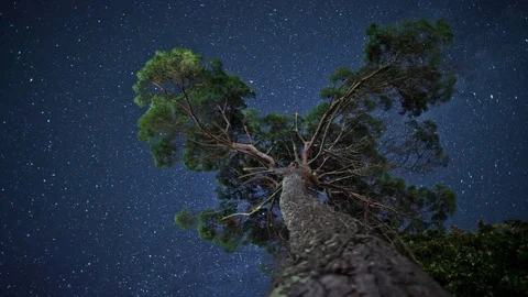 Old relict pine tree under the stars and Milky Way timelapse Stock-Footage 83756455