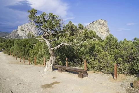 Old relict tree juniper. Old relict tree juniper (Juniperus excelsa) by th... Stock Photos