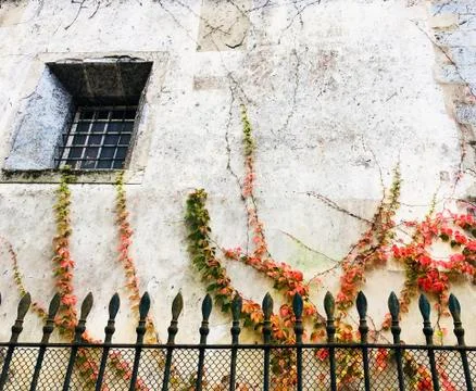 Old residence side window with plants and a fence Stock Photos