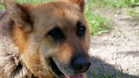 Old, resting 14 year german shepherd portrait shot Stock Footage 135256124